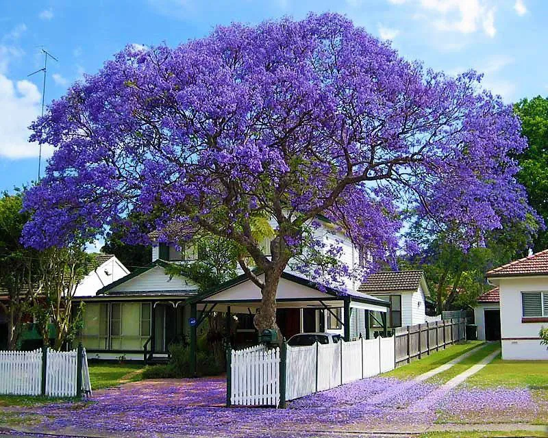 Jacaranda mimosifolia